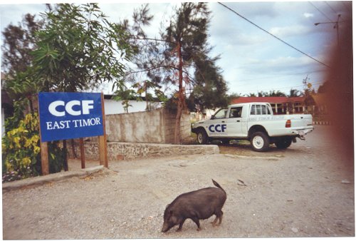 pig02.jpg - 48519 Bytes