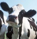 dairycow.jpg - 5910 Bytes